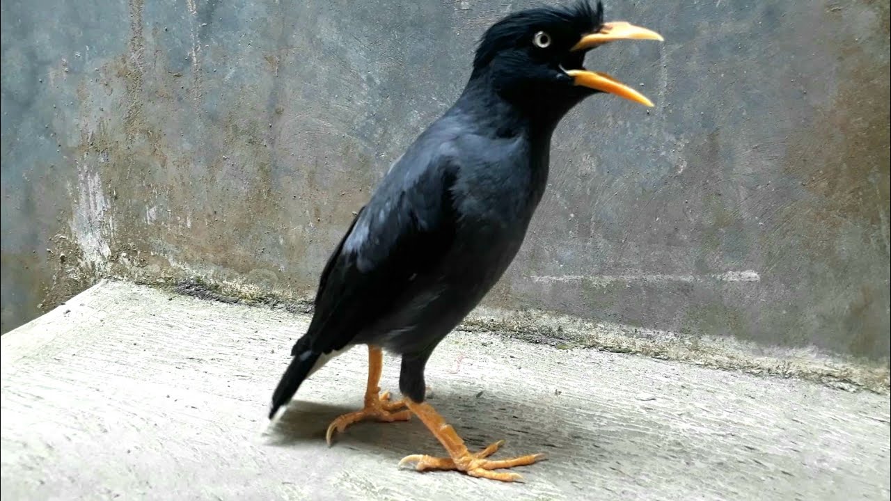 Burung Jalak Kebo