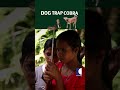A pack of 5 dogs surrounds a cobra... finally Vava comes and catch it
