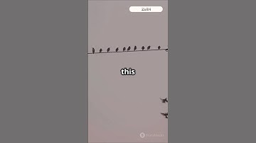 Why Birds Don