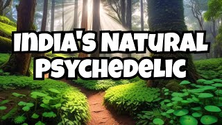 Magic Mushrooms Kodaikanal Tamil Nadu | Natural Psychedelic in India | Indian Ayahuasca