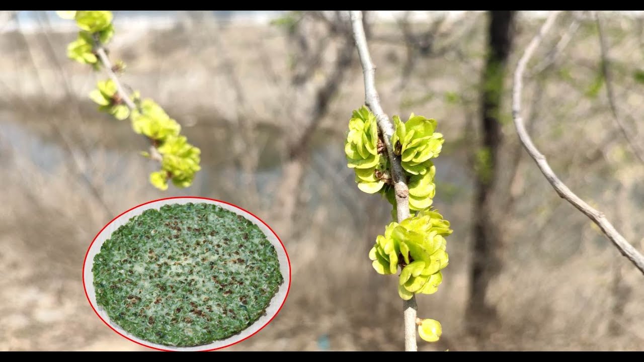 春天野外摘野生榆錢做成的榆錢餅，榆錢怎麼吃，榆錢的健康做法，榆錢雞蛋餅，榆錢餅，榆錢是榆樹的果實，來自大自然饋贈的美食 - YouTube