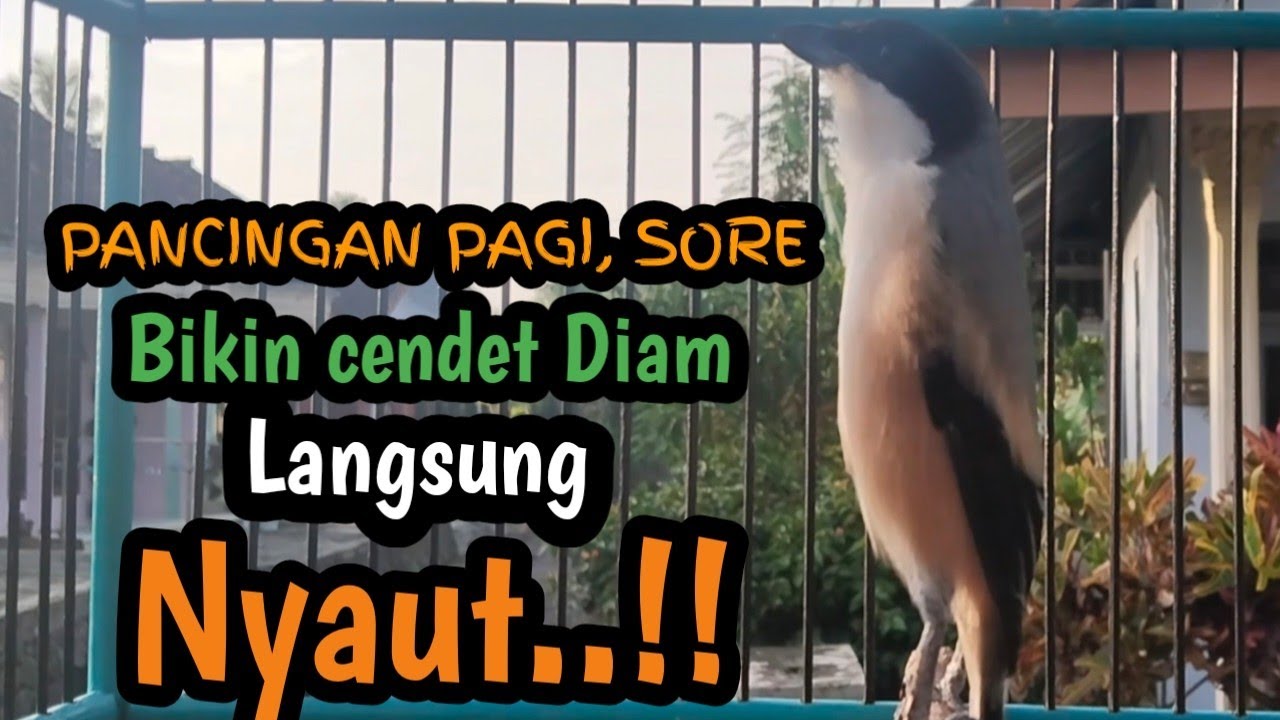 SUARA CENDET GACOR PAGI PAGI. MEMANCING EMOSI LAWAN. Bikin Cendet Diam langsung Nyaut. 