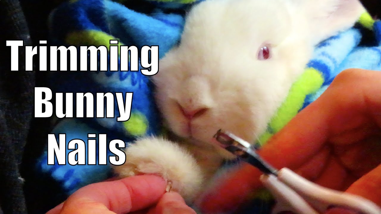 RABBIT GROOMING How to Cut Your Bunny's Nails Trimming Rabbit Nails YouTube