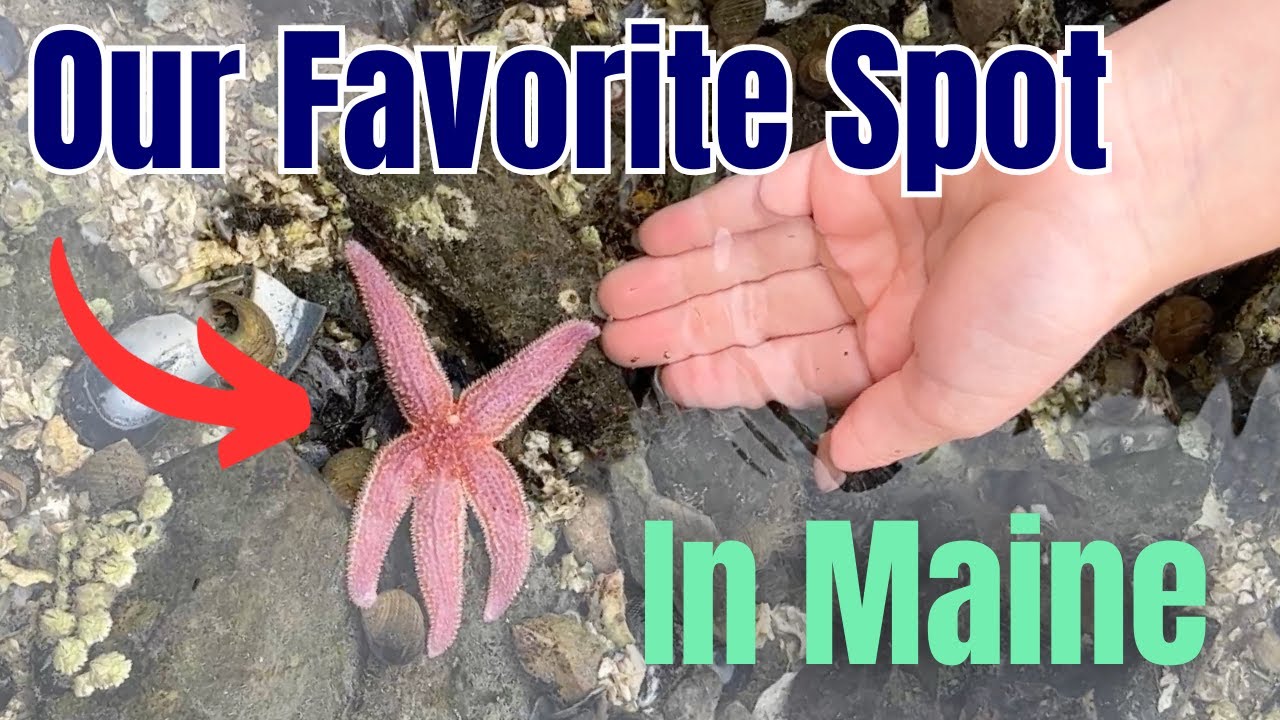 Best RV Park in Maine| RVing in Maine | Fulltime RV Family | Ep 40