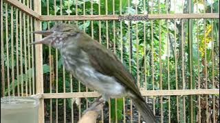 masteran Joss siri siri besar Sumatra