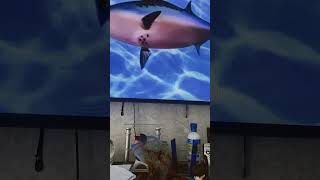 Spongebob Intro Fandub Ħopdez