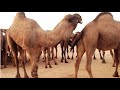 تزاوج الإبل في صحراء الجزائر و لاية ورقلة.Camel in sud algeria