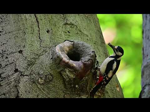 Great Spotted woodpecker