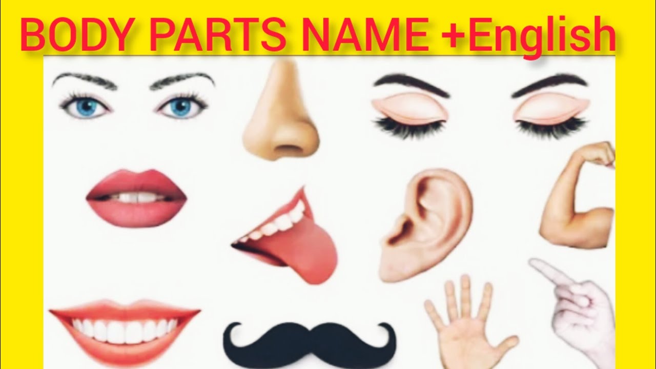 ⁣Human body parts name,in English with pictures/Learn parts of body name/Parts of body for kids.