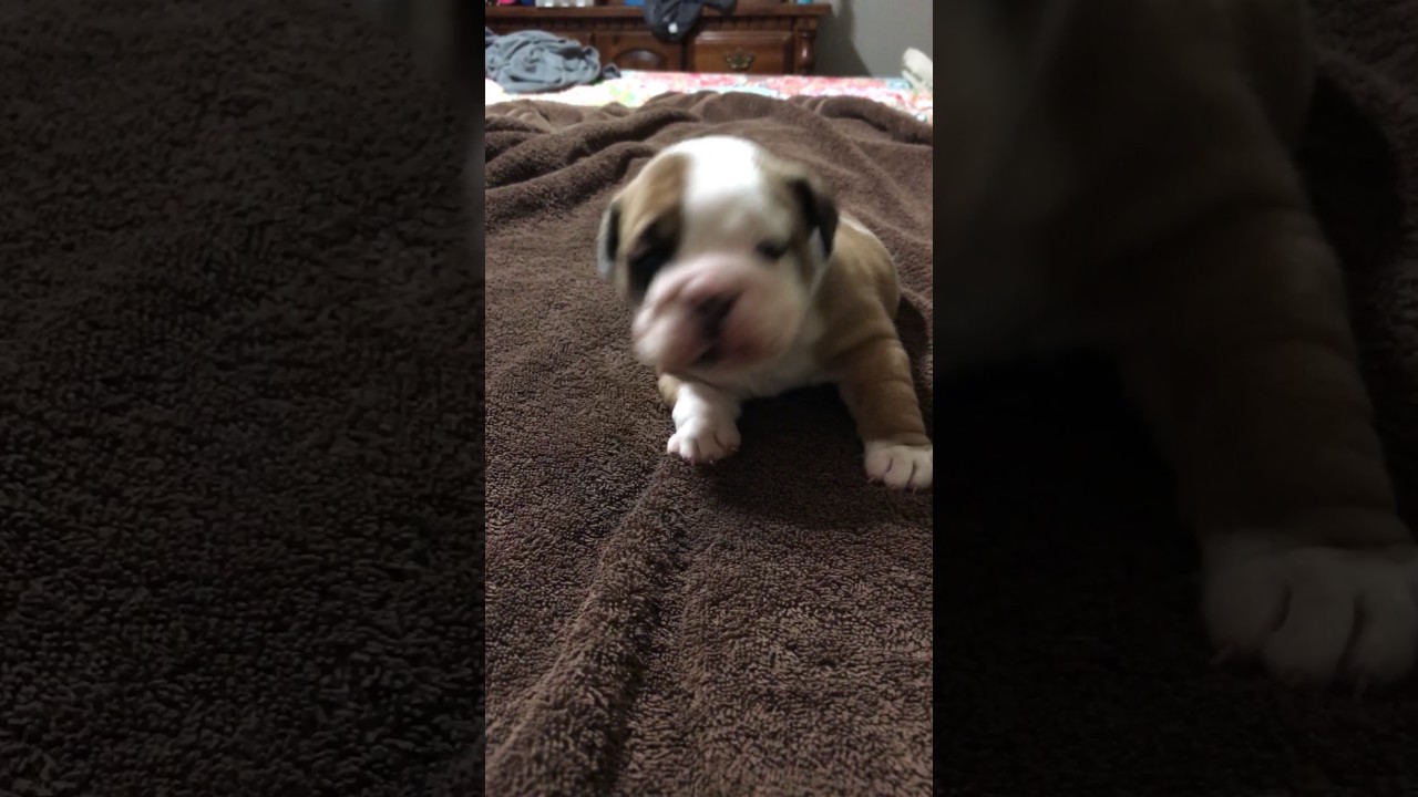 English Bulldog puppy barking Luna YouTube