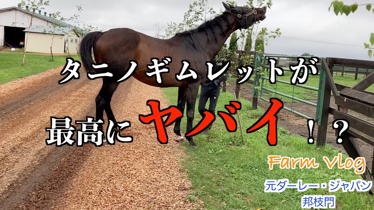 タニノギムレット 木柵ネックレス アクセサリー | ヴェルサイユリゾートファームショップ