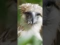 PHILIPPINE EAGLE VS BALD EAGLE Shorts Eagles Whoisstrongest Usa Philippines mp3