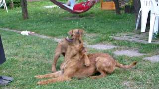 irish devils terriers by zajkoj 2,266 views 15 years ago 45 seconds
