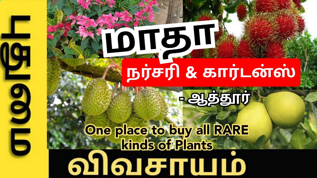All fruit and flower Plants available in one nursery in tamilnadu