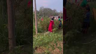 మా తోడికోడలు మరియు పాపతో కలిసి పూల కోత! 🌺 #VillageCulture #TeluguFamily