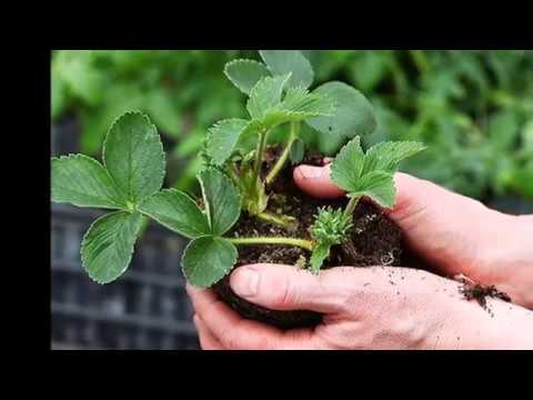 Видео: Технологии за отглеждане на ягоди у дома