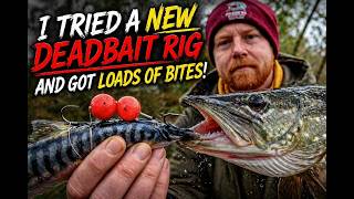 NEW DEADBAIT RIG. Loads of Bites!