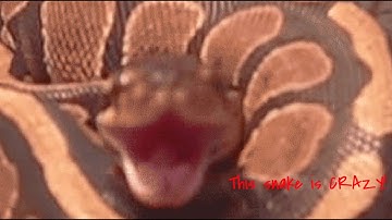 A ball python hissing like crazy!