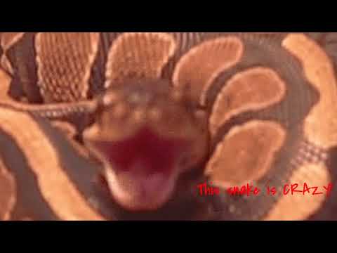 A ball python hissing like crazy!