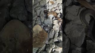 SNAKE BREAK 4 YOUNG GARTERS wild snakes under metal NYX NEIGHBORS #reptiles
