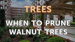 When to Prune Walnut Trees