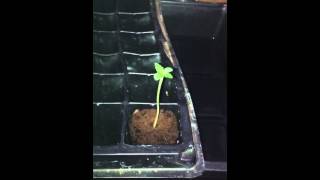 Liberty haze led grow ep. 2