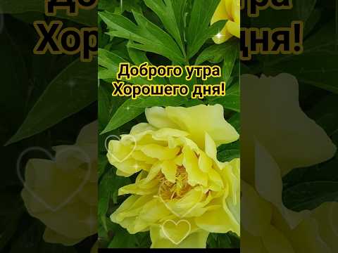 Доброго утра Прекрасного дня! #хорошеенастроение #доброеутро #пожеланиядрузьям #подпишись #любовь