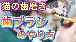 猫の歯磨きのやり方中級 上級者編 歯ブラシを使った歯みがきのやり方を獣医師が解説 Youtube