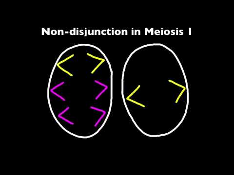 Video: Skyldes alle former for Downs syndrom Nondisjunction?