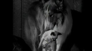 Lassie - Episode #268-  "Lassie’s Wild Baby" Season 8 Ep. 13 -  11/26/1961