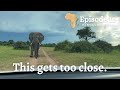 Stand off with a huge bull elephant in Chobe, Bostwana | We&#39;re back on the road