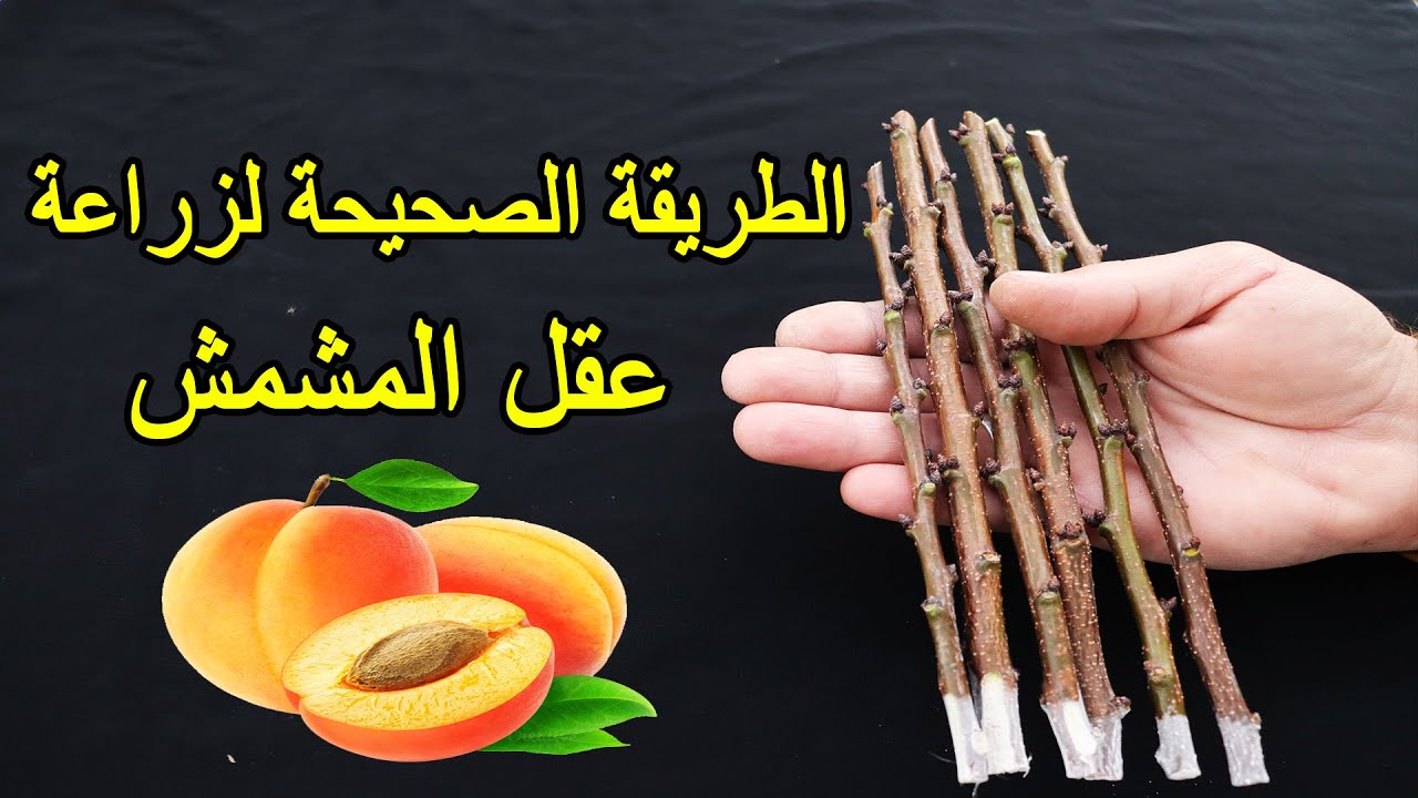 زراعة المشمش من العقل في المنزل