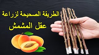 زراعة المشمش من العقل في المنزل