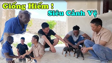 Công Giáp || Bác Trưởng Công An Huyện Trao Đổi Cảnh Vệ Siêu Đặc Biệt , Giống Hiếm Lắm Cháu à !!!