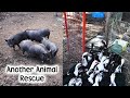 150 Animals in Need of Home Arrive on the Farm