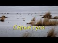 Серые гуси / Anser anser