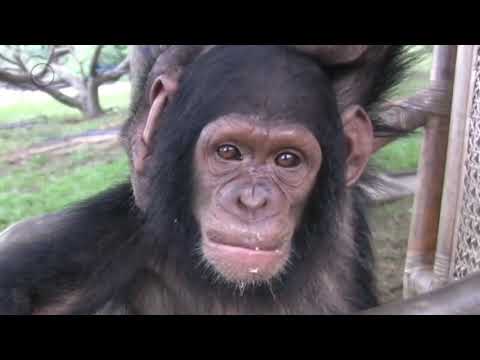 Videó: Nevető Majmok A Kultúra Könnyein