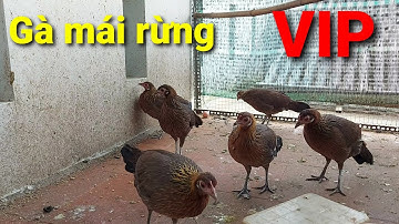 Gà mái rừng giống