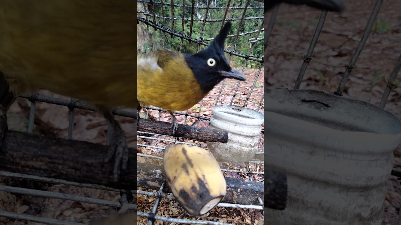 นกต่อหัวถ่าน