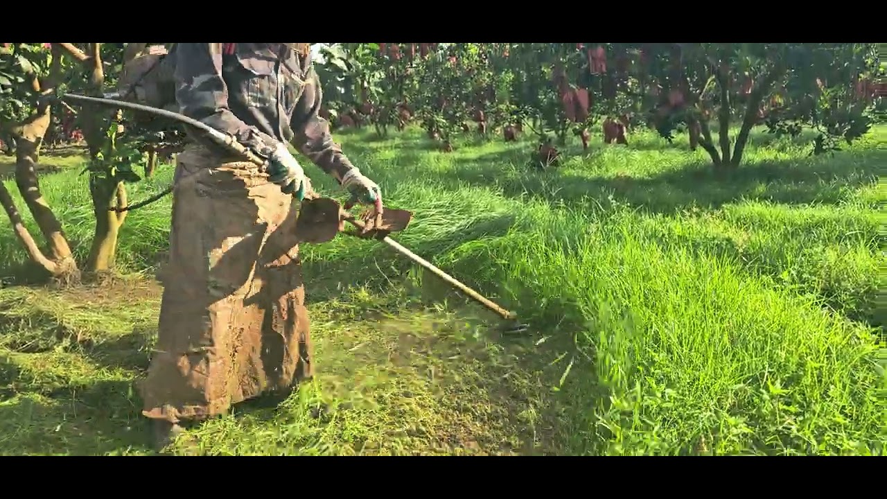 Cắt cỏ dày với cước gai 3,5ly kết hợp bát cước cải tiến 