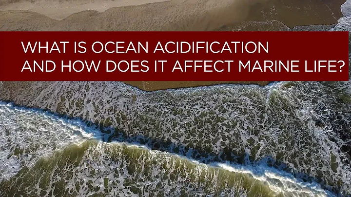 What Is Ocean Acidification and How Does It Affect Marine Life?