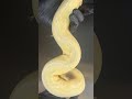 Hypo Clown Female #ballpython #ballpythonsnake #reptiles #snake #python