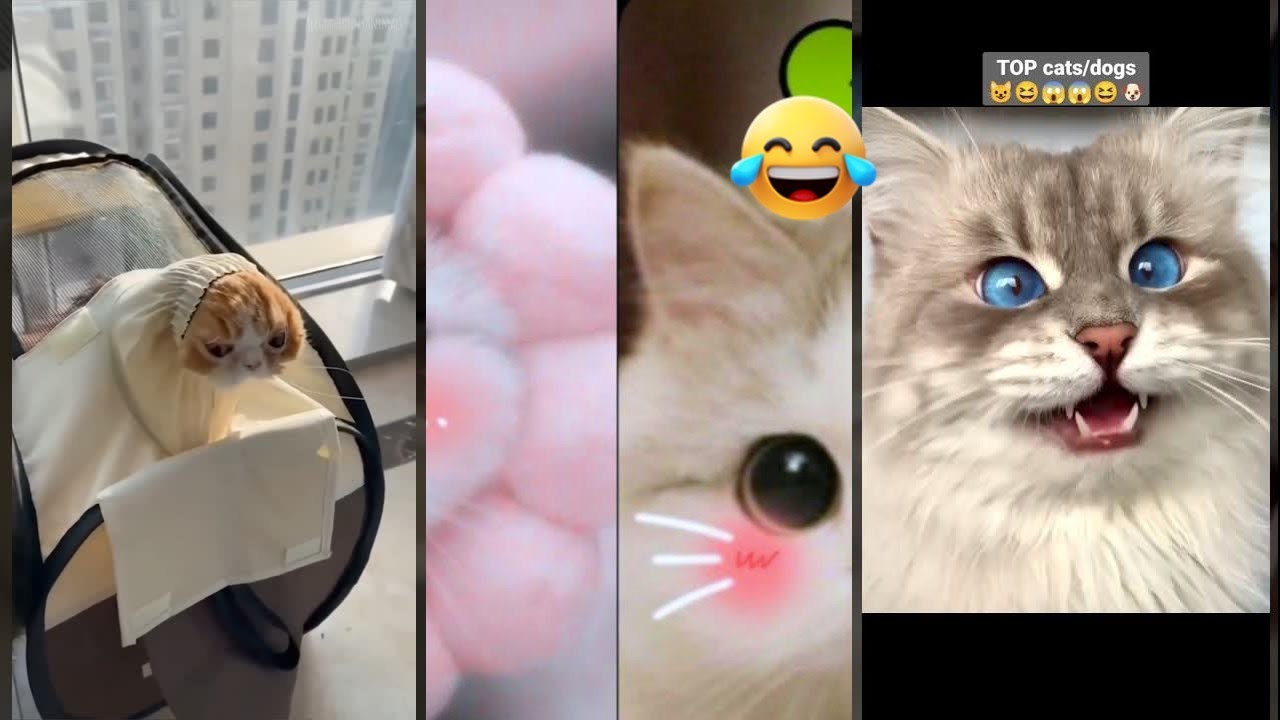 Funny Pets ❤️ New Funny Cats 2024 🐕 #worldofanimals Part 1117