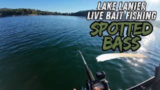 It's Hard To Beat LIVE BAIT on Lake Lanier for Magnum Spotted Bass!
