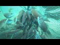 Amazing fish trap real underwater fulla lot of fish came into the trap