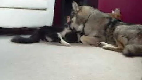 Video 2782381: siberian cat, cat eating dog