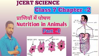 JCERT Class 7 Science Chapter 2 प्राणियों में पोषण Part -1 | Nutrition in Animals in hindi
