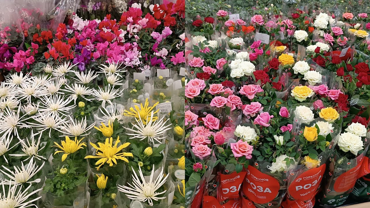 ЦВЕТОЧНЫЙ РАЙ В ЛЕМАНА ПРО😍💐🌺🌹ЦВЕТЫ К 8 МАРТА! 
