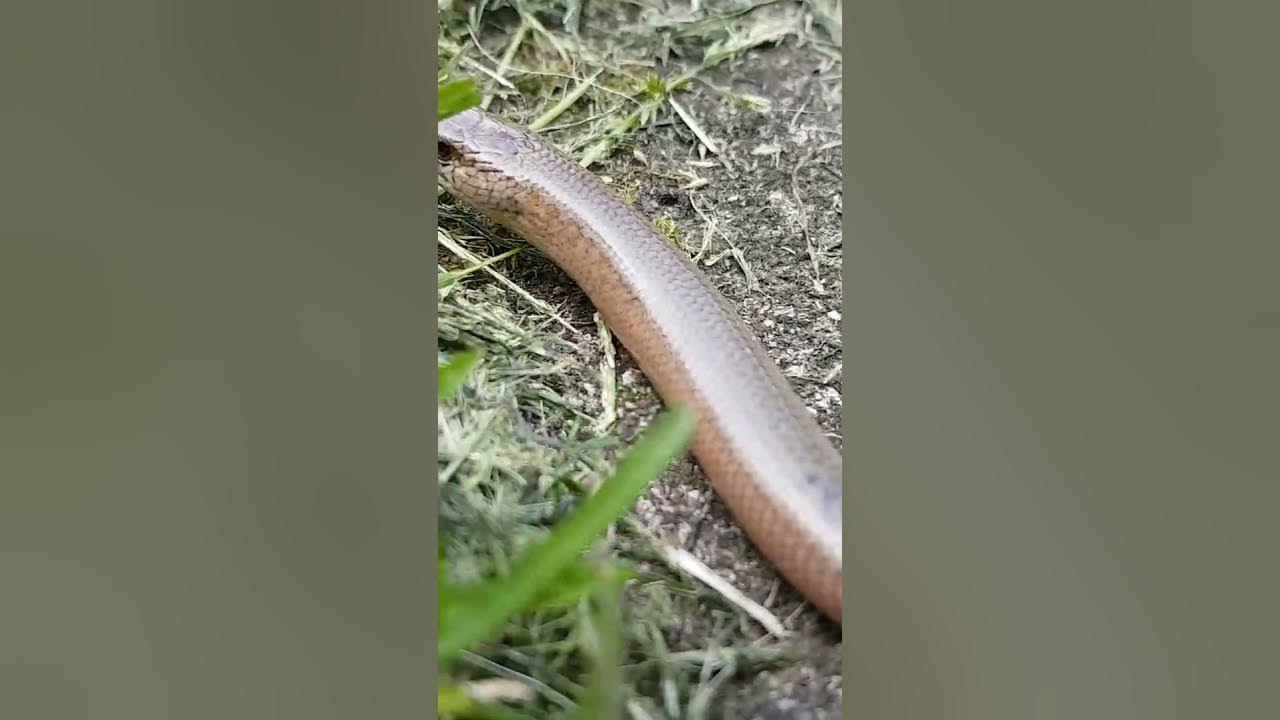 Blindschleiche im Garten YouTube