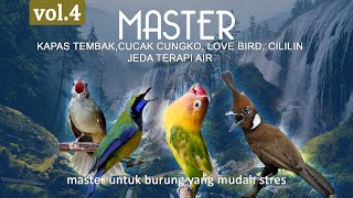 Master Vol4 Kapas Tembak Cucak Cungko Love Bird Cililin Jeda Terapi Air Agar Tidak Stres